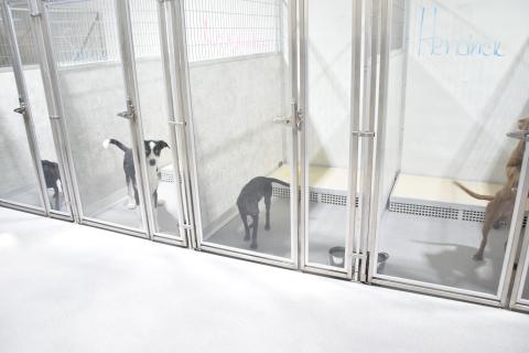 The new adoption building at the Northeast Georgia Animal Shelter in Lavonia includes outdoor pens so that dogs can get some sunshine, new kennels inside with glass doors to allow those looking for pets a good look at a new puppy and storage for plenty of food and supplies.