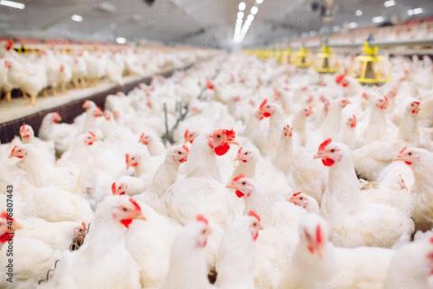 A case of “highly pathogenic avian influenza” has been detected in a commercial poultry flock in Hart County near Lavonia.