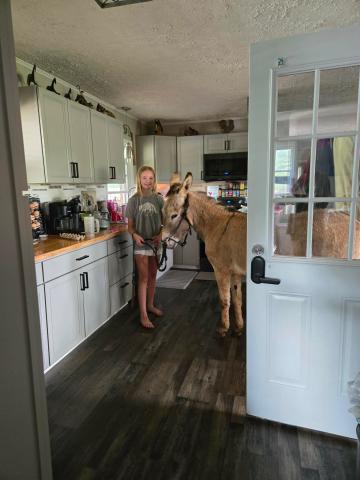 PaisLee (above) and Addison Dobbs of Martin are taking part in the Big Burro Shootout by training their once-wild burros. PaisLee’s Crisscross will come into the house.