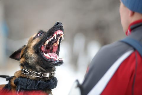 After months of complaint and work, the Franklin County Commissioners passed the county’s first animal control ordinance.