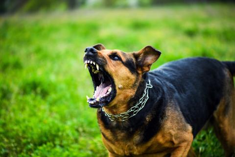 A Franklin County Animal Control Ordinance gained final, unanimous, approval Monday night.