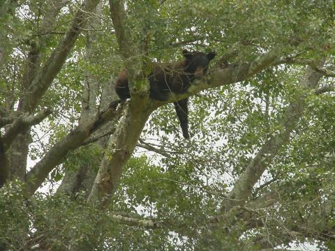 The Georgia Department of Natural Resources has released tips to be Bear Wise. Black bears have been spotted recently in several places in Franklin and nearby counties.
