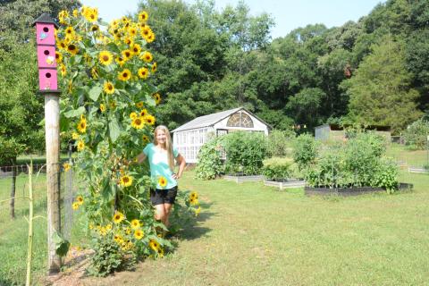 Casey Ramey and her husband Hank have two greenhouses, raised beds of vegetables, fruit trees, bee hives, dwarf Nigerian goats and a nice stand of sunflowers on their 40-plus-acre farm in Carnesville. (Photo by Charlie Eavenson)