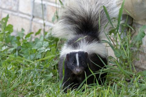 The Franklin County Health Department issued warnings this week after a skunk found in the area of Stone Bridge Road and Highway 145 was confirmed to have rabies. (Stock photo)