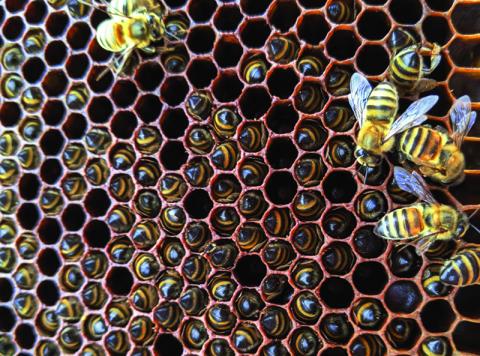 Warm winters can be a dangerous time for bee populations. Courtesy of June Dale/Daleville Farms
