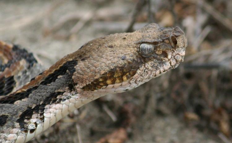 Timber rattler