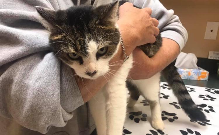 Sylvia the cat was reunited with owner Dorothy Hall after the feline was missing for seven months near Athens.