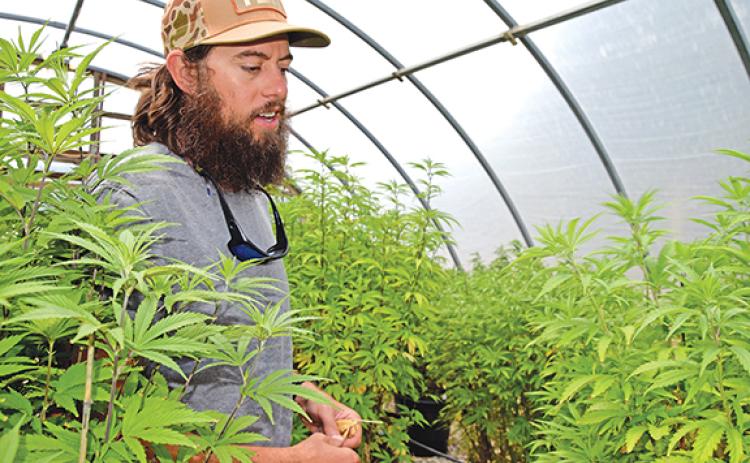 “It grows so fast,” Gatlin Correia says as he shows hemp plants growing in one of the greenhouses on his farm. (Photo by Sinclair)