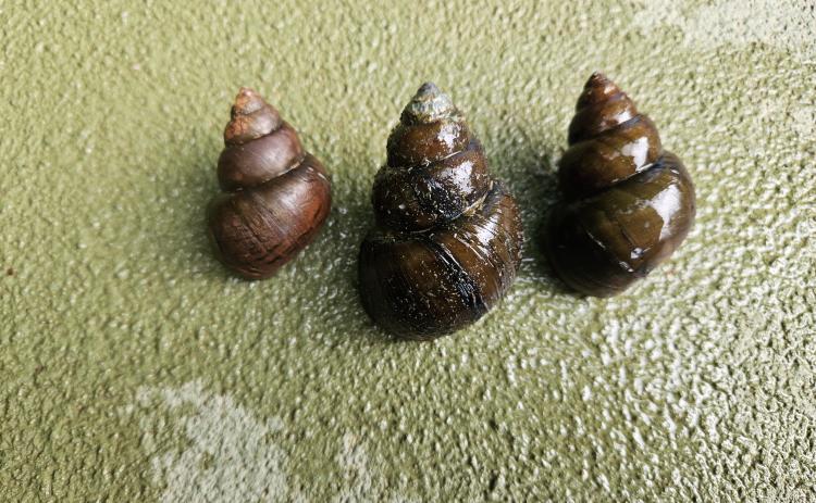 A member of the genus Cipangopaludina, Chinese/Japanese Mystery Snails have been found in multiple waterbodies within Georgia, now including Lake Lanier. 