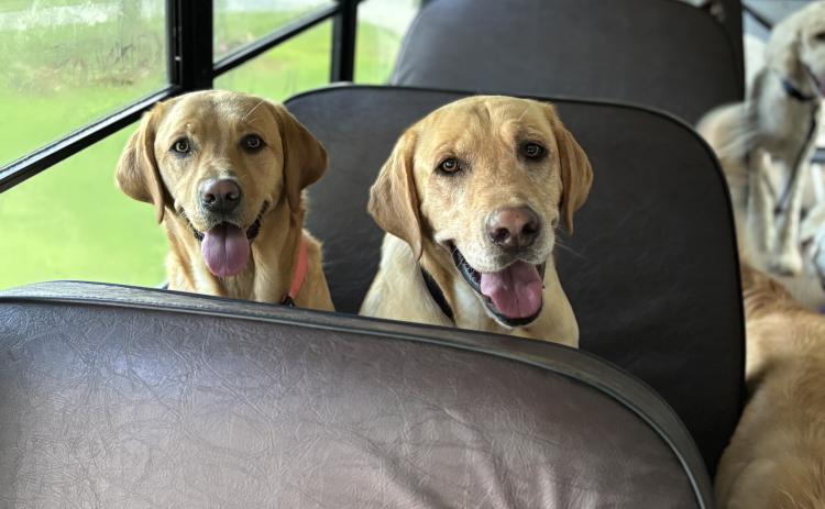 Waylon, a stray dog in the Carnesville community, chased a doggy daycare bus and ended up finding his forever home. He now gets to ride the bus to Keller Creek Board and Grooming with his new sister Nelli.