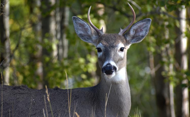 Drivers are reminded to be aware of deer while on the roads this fall.