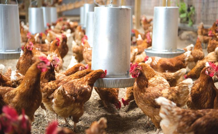 Highly Pathogenic Avian Influenza was found in a poultry farm near the Elbert-Hart county line last week.
