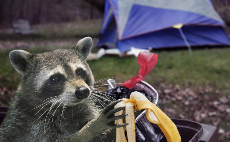 On Jan. 8, a raccoon in Franklin County tested positive for rabies after a dog was exposed.