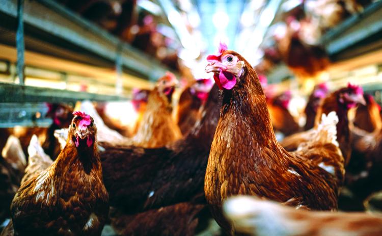 The Georgia Department of Agriculture lifted a suspension of poultry activities like swaps and sales at flea markets and similar places on Monday. The activities had been suspended after bird flu was found on two farms in Elbert County.