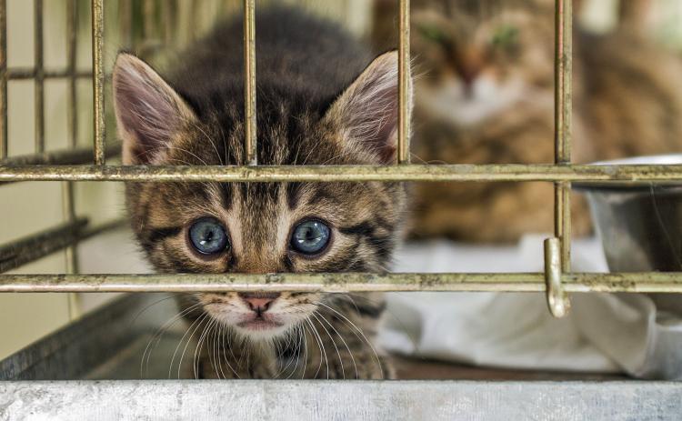 The Hart County Humane Society and the Northeast Georgia Animal Shelter (NEGAS) in Lavonia are overflowing with animals this kitten season. (Stock photo)