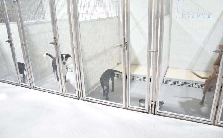 The new adoption building at the Northeast Georgia Animal Shelter in Lavonia includes outdoor pens so that dogs can get some sunshine, new kennels inside with glass doors to allow those looking for pets a good look at a new puppy and storage for plenty of food and supplies.