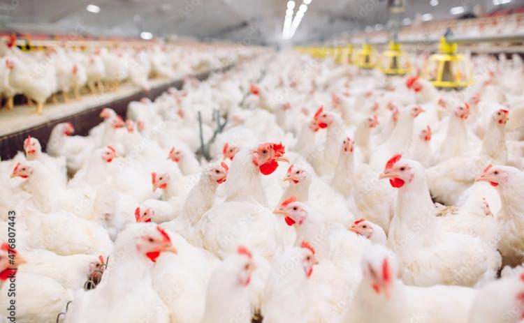 A case of “highly pathogenic avian influenza” has been detected in a commercial poultry flock in Hart County near Lavonia.