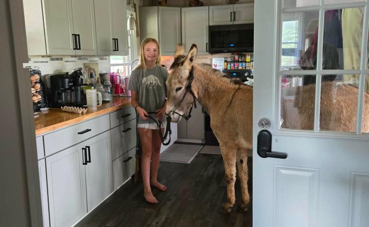 PaisLee (above) and Addison Dobbs of Martin are taking part in the Big Burro Shootout by training their once-wild burros. PaisLee’s Crisscross will come into the house.