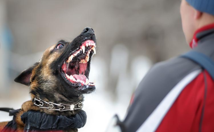 After months of complaint and work, the Franklin County Commissioners passed the county’s first animal control ordinance.