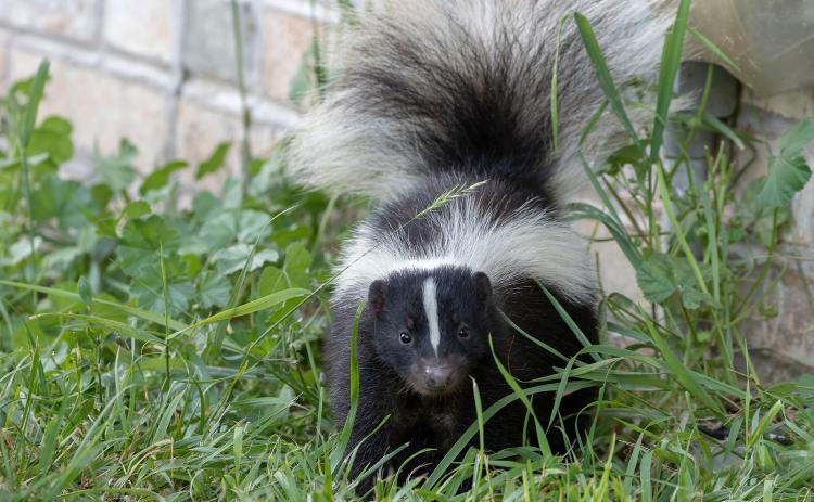 The Franklin County Health Department issued warnings this week after a skunk found in the area of Stone Bridge Road and Highway 145 was confirmed to have rabies. (Stock photo)