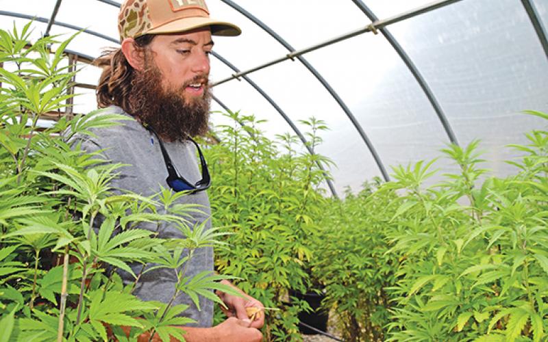 “It grows so fast,” Gatlin Correia says as he shows hemp plants growing in one of the greenhouses on his farm. (Photo by Sinclair)