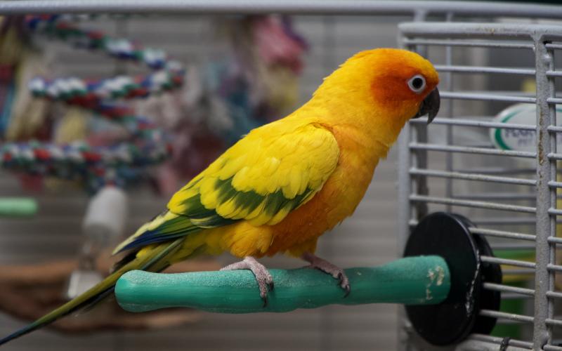 Sherbert is the Lavonia Animal Hospital’s staff Sun Conure, commonly known as a Sun Parakeet, gifted to the business after a previous owner passed away.
