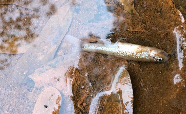 Residents along Indian Creek in northern Franklin County found stinking, black water in the creek Saturday and dead fish. It has been determined that the pollution came from runoff from fire suppressing efforts at the new energy plant on Highway 198.