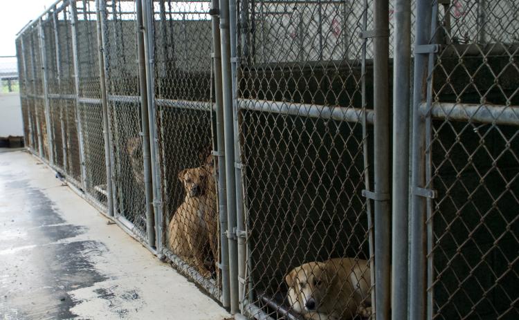The Northeast Georgia Animal Shelter is seeking people to adopt to save the lives of dogs. The shelter is currently at three times its capacity. The shelter is also in need of donations of dog food, cat food and cleaning supplies. (Photo by Raese)
