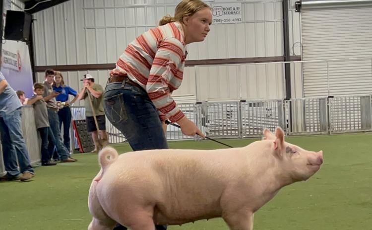 Allie Oliver is a first-year pig showman. She earned her first belt buckle at the Franklin County Livestock Show with a win in Novice Showmanship.